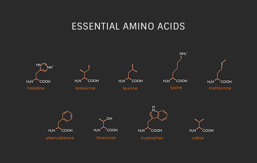 What Are The 9 Essential Amino Acids at Ken Barry blog