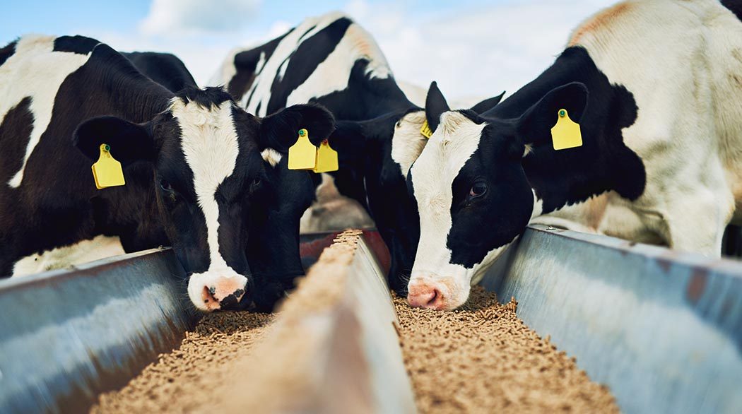 Cows eating feed