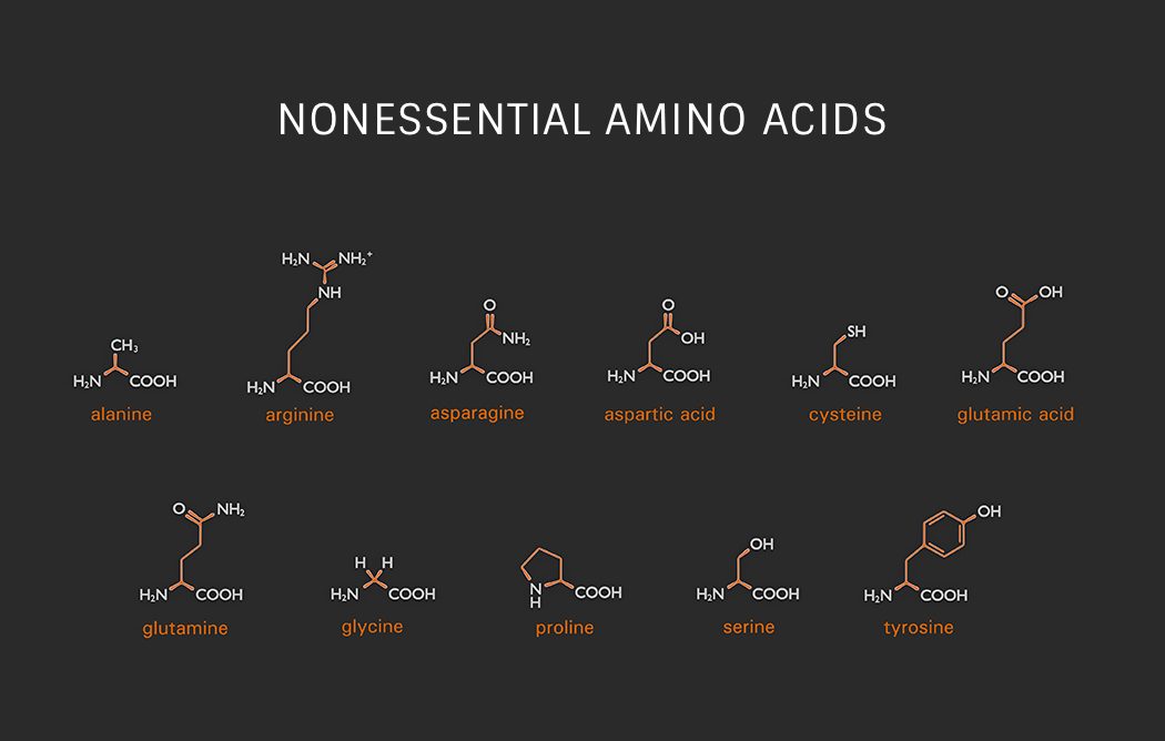 Nonessential Amino Acids