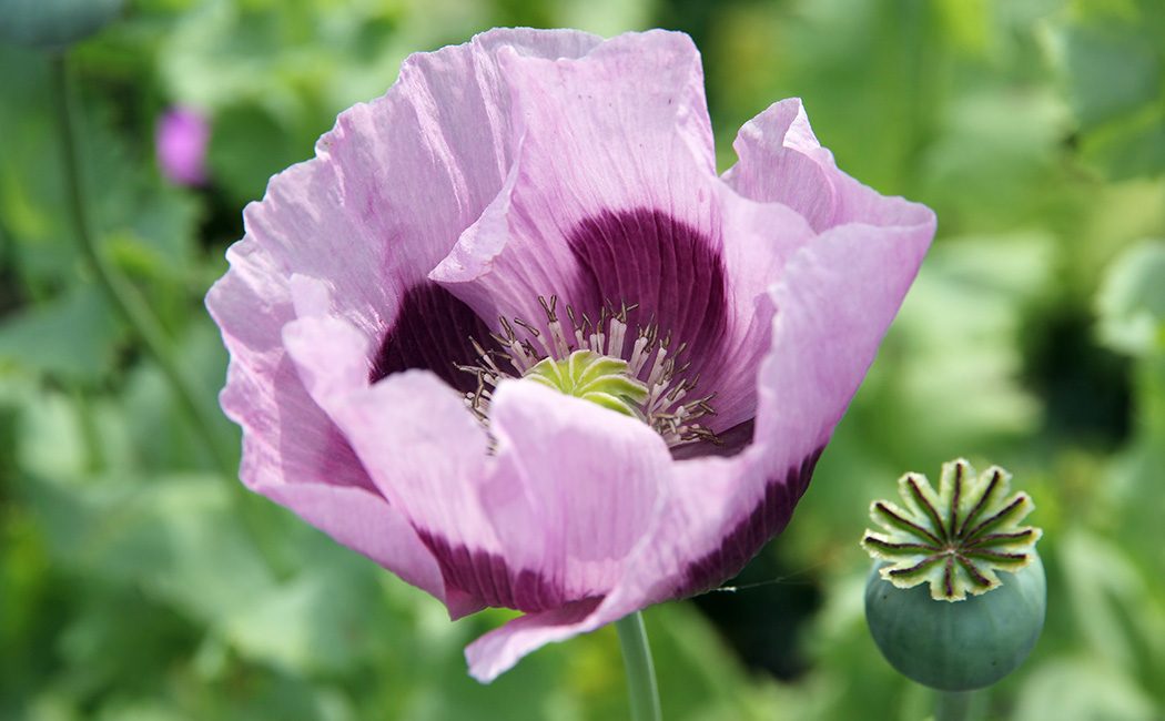 a opioid poppy up close