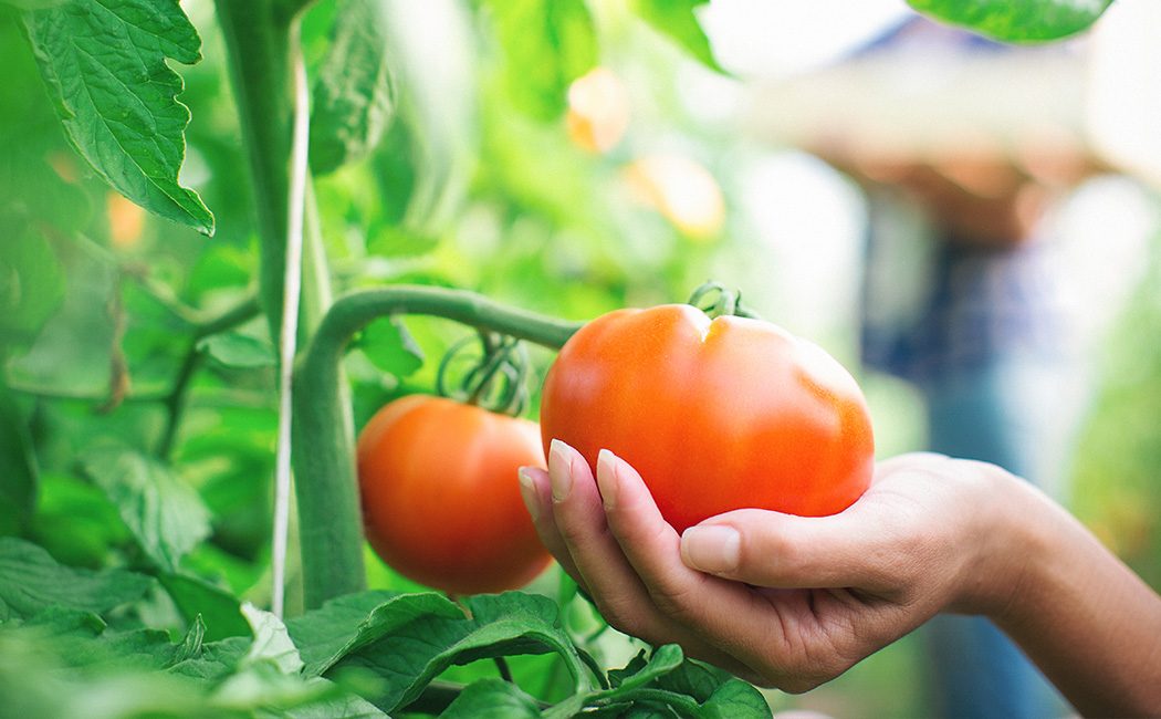 Woman grabbing a tomatoes